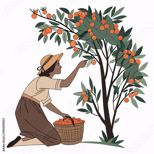 Woman picking oranges from a tree with a basket full of freshly harvested oranges