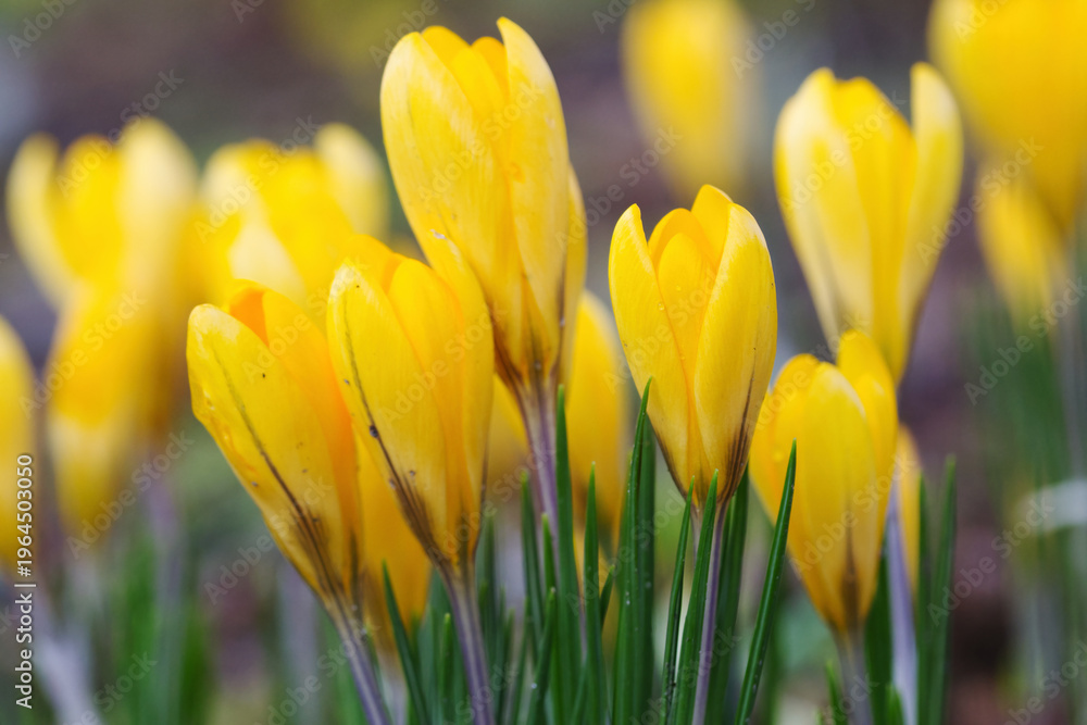 Obraz premium yellow crocuses slightly open, tA meadow full of yellow crocuses, yellow flowers, green stems of the crocuses, early bloomers, harbingers of spring