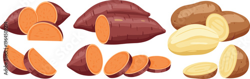Sweet Potato and Russet Potato Vector Collection Featuring Whole Roots Halved Sections and Sliced Pieces with Orange and Yellow Flesh for Healthy Cooking Designs