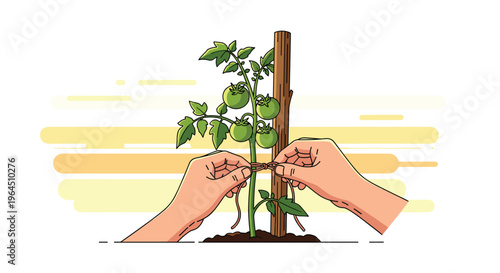Two human hands are carefully tying a brown string around the central stalk of a green tomato plant supported by a wooden stake.