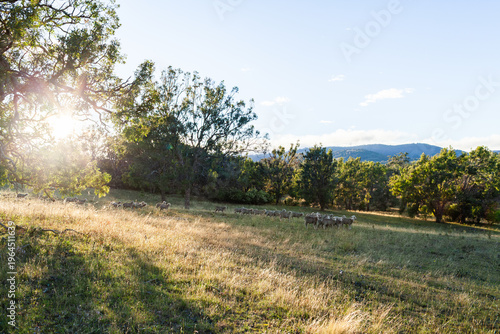 Australian farm scene of sheep flock in grassy paddock in morning light
