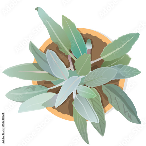 上から見たシンプルな葉っぱのイラスト　ベクター　植木鉢　フラットレイ　白背景　透明　切り取り　植物