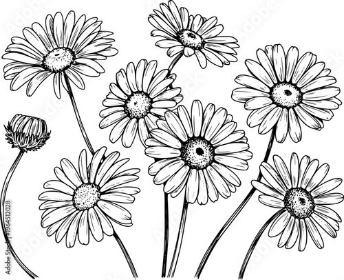 Black and white line of a cluster of blooming daisies and unopened bud daisy flower