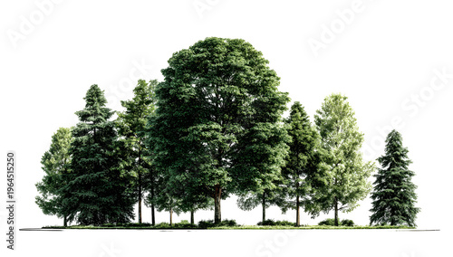 Group of mixed evergreen conifer and deciduous trees with detailed foliage isolated on transparent background for professional landscape design and architectural visualization compositions