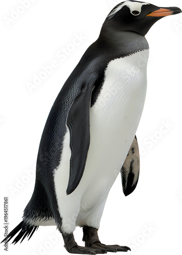 A full body view of a gentoo penguin standing and looking towards the right side of the frame isolated on transparent background