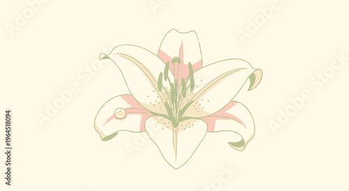 A stylized lily illustration with cream petals, pink accents, and green stamens