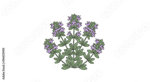 Simple vector illustration of a flowering plant with purple blooms and green leaves