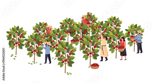 Several farmers are diligently hand-picking ripe red coffee cherries from numerous green coffee plants in a field on a white background.