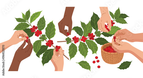 Diverse hands with various skin tones are shown picking red and green coffee cherries from leafy branches into a small basket.