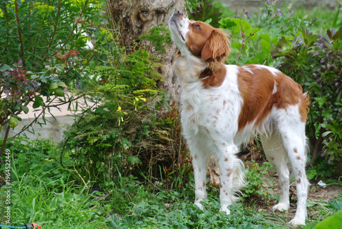 Obraz na płótnie Spaniel breton, Brittany spaniel