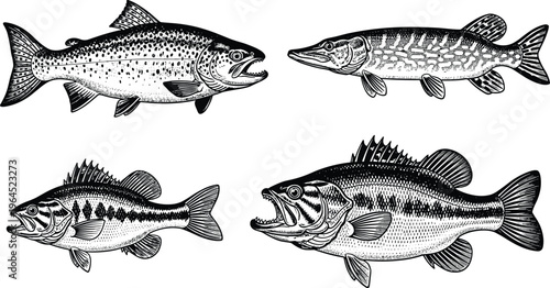 Vintage hand drawn fishing collection of trout, pike, bass, and perch, detailed woodcut style sketches, isolated vector illustrations, aquatic wildlife, sport fishing.