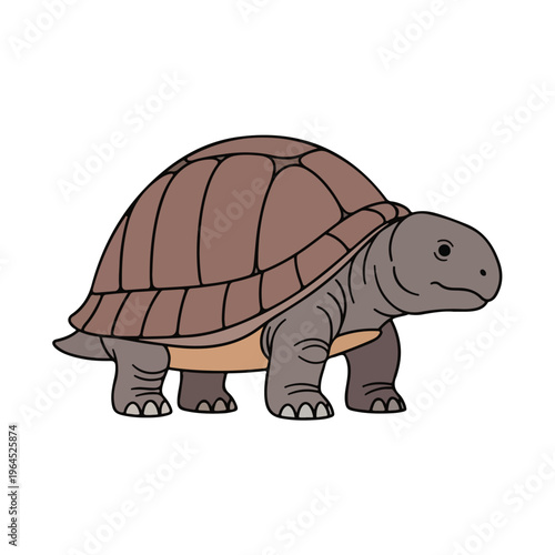 Tortoise Walking With Brown Shell On White Background