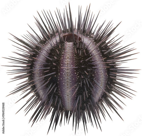 A spherical sea urchin with numerous dark purple spines radiating from its central bony test shell isolated on transparent background