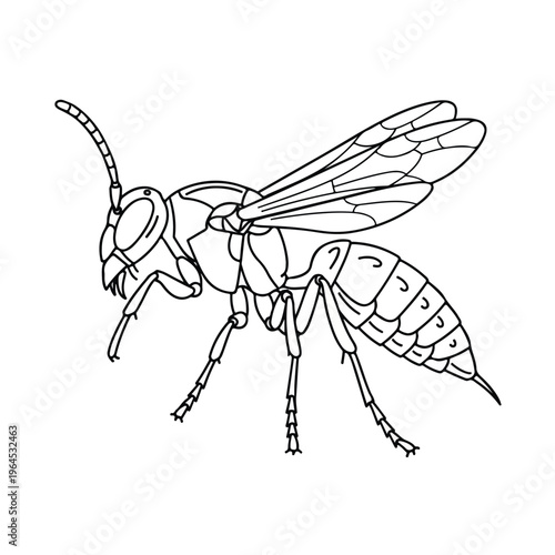 Detailed line drawing of a wasp insect in profile