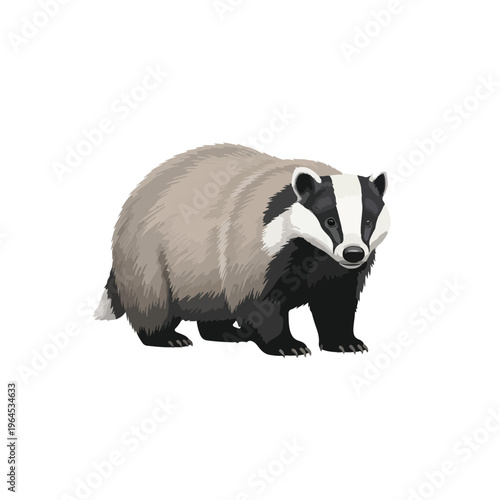 Detailed illustration of a badger standing on a plain background looking forward