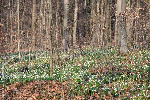 Field of spring snowflakes (Leucojum vernum) in forest setting