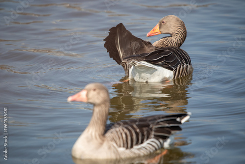 Geese swimming on calm water surface