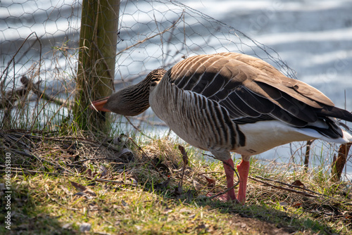 A goose is trying to reach a blade of grass