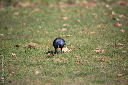 bird photo Black carrion crow standing on a green meadow