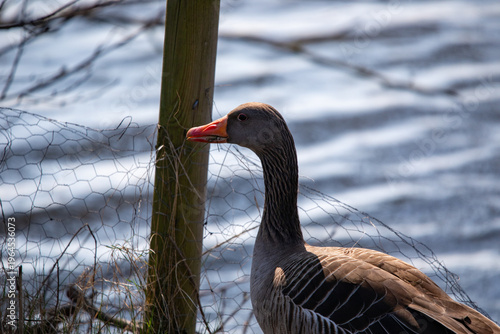 Side view of a goose on land holding a grass blade in its beak