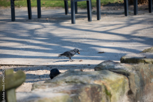 Black carrion crow holding a nut in its beak