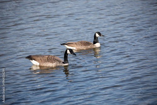 wo geese swimming together in the same direction