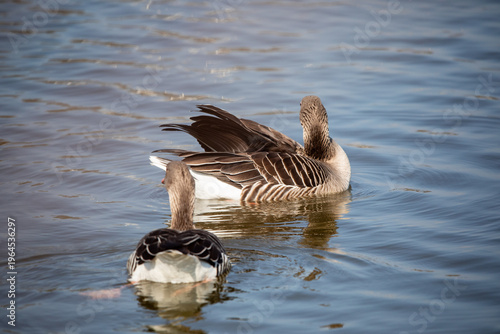 Close-up of two geese swimming on water from behind