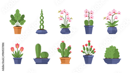 Variety of beautiful indoor house plants and cacti in colorful pots including orchids, tulips, and green shrubs.