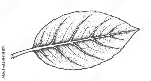 Black and white etching of a single oval leaf with serrated edges and visible veins
