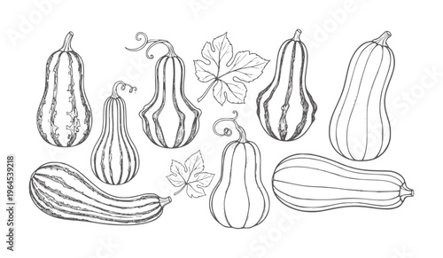 Hand drawn assortment of striped gourds and squash with leaves autumn harvest