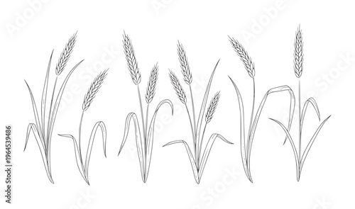 Hand drawn wheat stalks with leaves white grain cereal plant