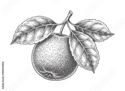 Vintage apple with leaves in style fruit leaf branch