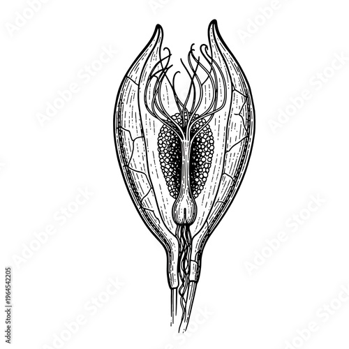 Botanical Seed Pod Cross-Section Line Art - Detailed Plant Anatomy Illustration Vector