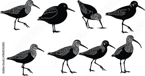 Set of shorebird silhouettes including sandpiper snipe and curlew wading birds in various poses for coastal nature conservation designs and beach wildlife vector illustrations.