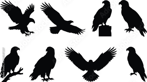Eagle silhouettes collection featuring flying perched and landing birds of prey detailed vector set isolated on white background for wildlife design use