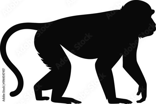 Monkey baboon silhouette walking wild animal primate side view black shape isolated on white background wildlife illustration jungle safari fauna design