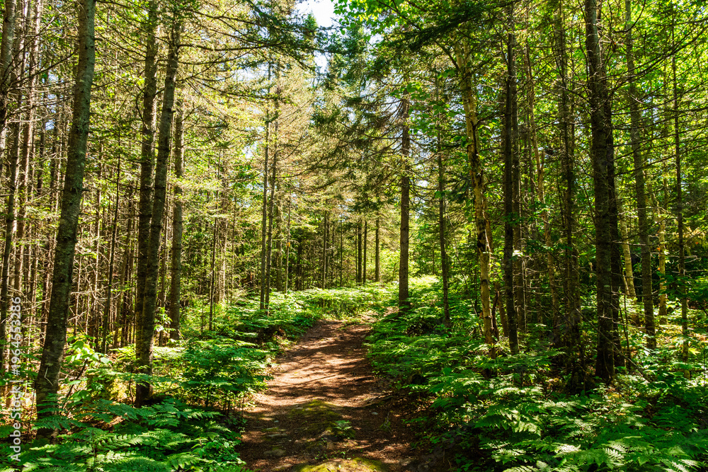 Obraz premium A magnificent footpath lined with ferns, winding through the forest on a beautiful summer day.