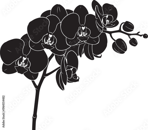 Black orchid flower, orchid illustration, floral design element, vector graphics