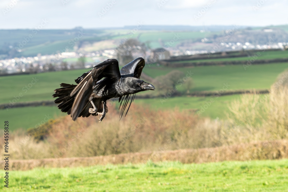 Naklejka premium Close-up of a large black raven (Corvus corax), crow bird in flight over a green countryside landscape, showcasing detailed iridescent feathers and wide wingspan, bird watching stock photo