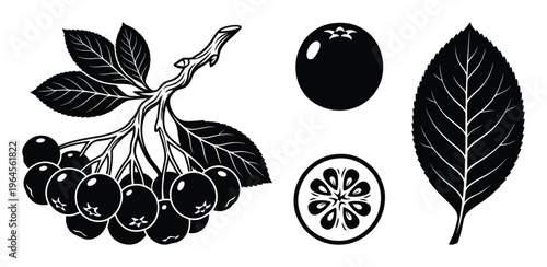 Aronia berries on a branch with leaves and a single berry with cross-section