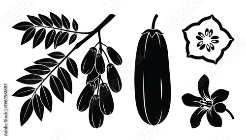 Bilimbi fruit silhouette graphics showing tropical plant branch with leaves and blooming flower part