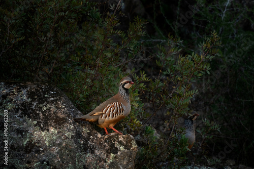 Quadro su tela A red-legged partridge in its natural habitat in Spain