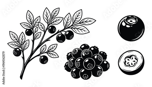 Blueberry fruit vector illustration isolated on transparent background whole, halved, and on branch
