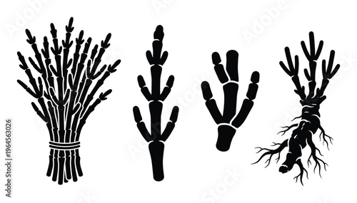 Bundle of reeds, bamboo stalk, finger like structure and plant with roots, black silhouette icons