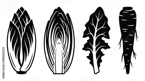 Chicory and endive leaves and root vector illustration isolated on transparent background