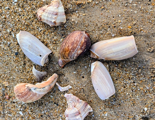 Sénégal, coquillages, sur la plage