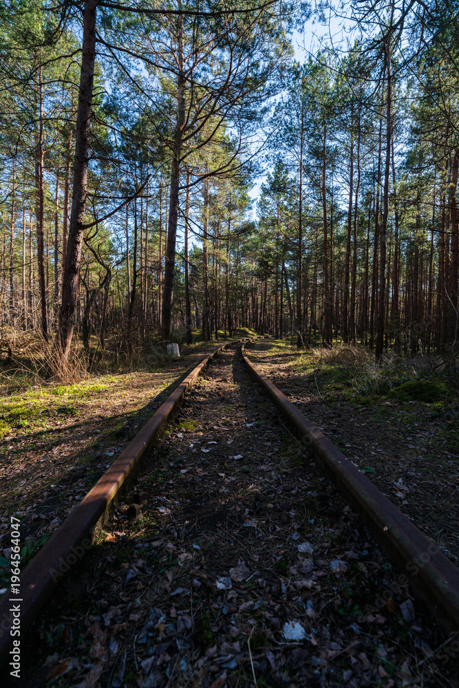 Obraz premium Abandoned railway tracks disappearing into a dense pine forest in Hel, Poland
