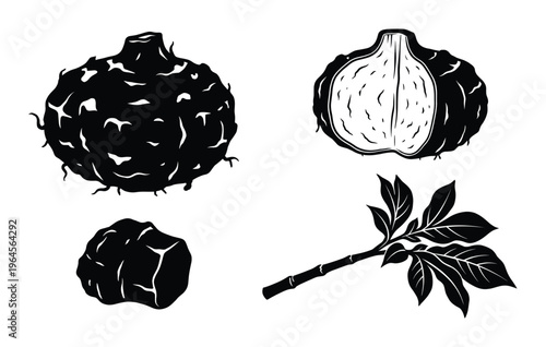 Konjac root vector icons set with whole tuber sliced piece and plant branch for healthy food design