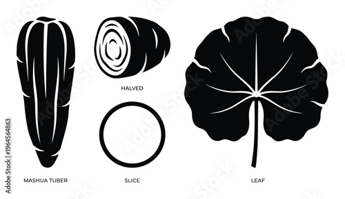Mashua tuber and leaf, whole, halved, sliced, and cross-section views, isolated on transparent background.