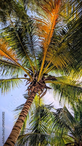 Sénégal, Palmiers
